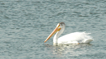 pelican