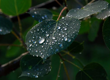 leaf with water drops