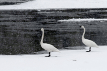 two swams on the Snake River